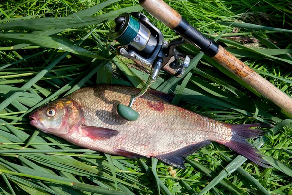 Good catch. Just taken from the water big freshwater common bream known as bronze bream or carp bream (Abramis brama) and fishing rod with reel on green reed. Natural composition of fish and fishing rod with reel on natural background