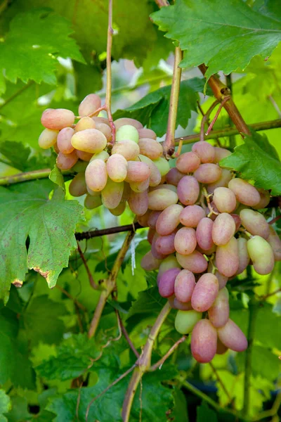 Hromada Růžových Hroznů Velkými Bobule Visícími Hroznech Vinici Zavřít Pohled — Stock fotografie