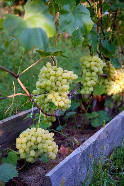 一串绿色葡萄挂在葡萄园的葡萄树丛上 近距离观看一串绿色葡萄挂在花园后 Rai — 图库照片