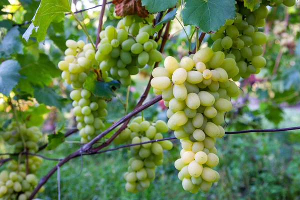 Une Grappe Raisins Verts Suspendue Buisson Raisins Dans Vignoble Vue — Photo