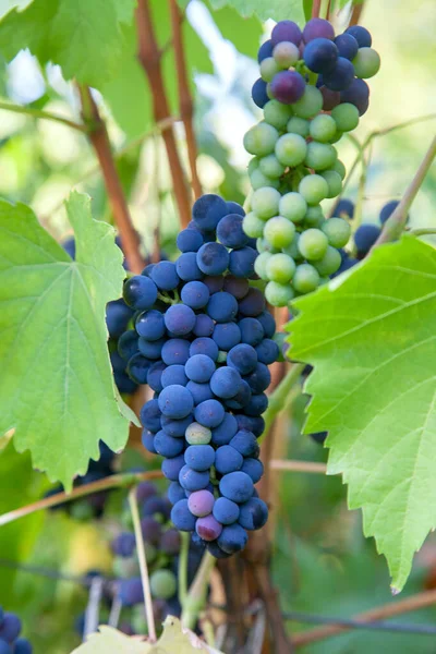 Ramo Uvas Azules Colgando Arbusto Uvas Viñedo Vista Cerca Racimo — Foto de Stock