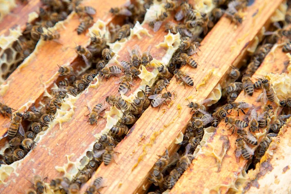 Close View Opened Beehive Body Showing Frames Populated Honey Bees — Stock Photo, Image