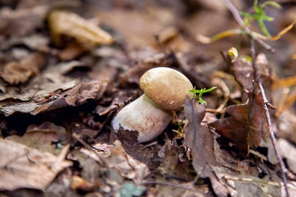 Boletus Edulis Cep 포르시노 볼레테 일반적으로 포르치니 버섯이라고 이끼와 사이에서 — 스톡 사진