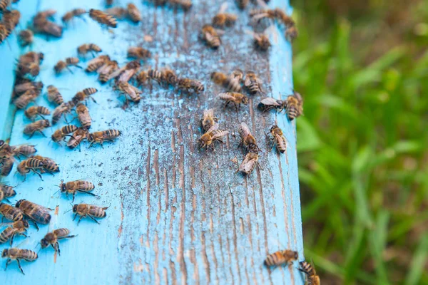 Mnóstwo Pszczół Przy Wjeździe Ula Pasieki Zajęty Pszczół Widok Straszliwy — Zdjęcie stockowe