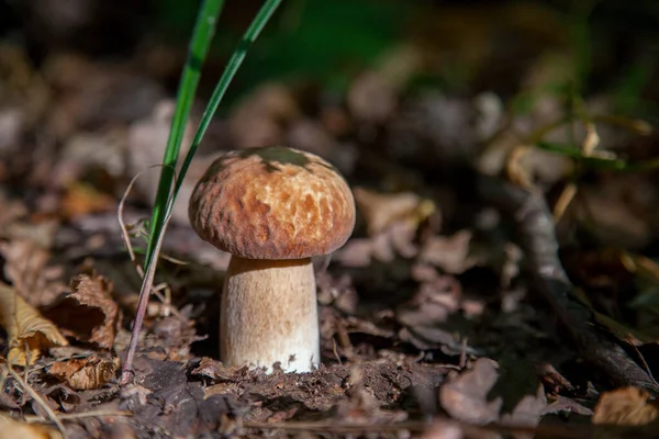 Boletus edulis (cep, penny topuz, porcino veya kral bolete, genellikle porcini mantar denir) yosun ve kuru düşmüş yaprakları arasında orman zeminde sonbahar sezonunda yetişir