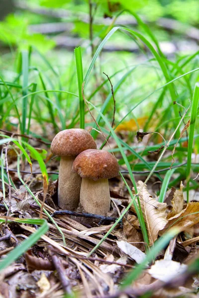Boletus edulis mantar ailesi (cep, penny topuz, porcino veya kral bolete, genellikle porcini mantar denir) yosun, yeşil çim ente ve sonbahar sezonunda düşmüş yaprakları arasında orman zeminüzerinde yetişir