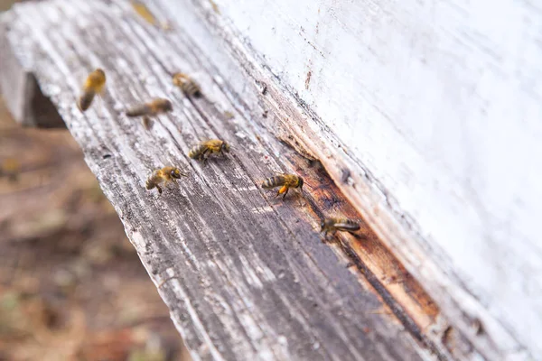 蜂群入口处有很多蜜蜂 忙碌的蜜蜂 白木板上蜂群的特写视图 — 图库照片