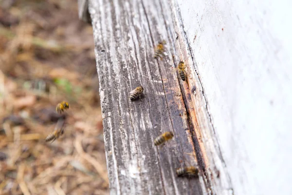 Massor Bin Vid Ingången Till Bikupa Apiary Upptagen Bin Närbild — Stockfoto