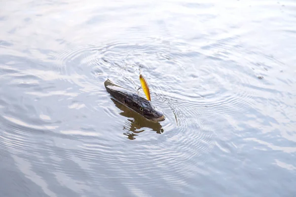 Apenas Pegou Água Doce Peixe Pique Norte Conhecido Como Esox — Fotografia de Stock