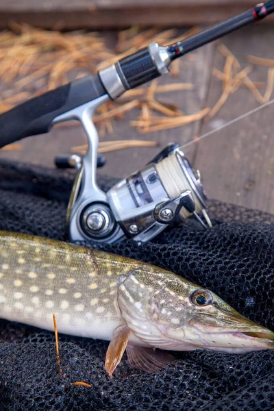 Freshwater Northern Pike Fish Know Esox Lucius Fishing Rod Carretel — Fotografia de Stock