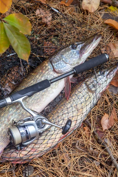물고기를 사용하는 물고기를 수있는 물고기를 수있는 트로피 담수호 루시우스 물고기를 — 스톡 사진