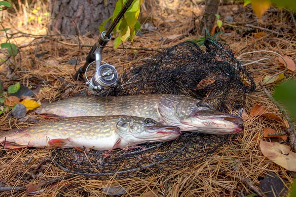 Conceito Pesca Captura Troféu Dois Grandes Piques Água Doce Peixe — Fotografia de Stock