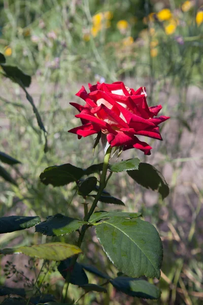 Vermelho Brilhante Florescendo Rosas Jardim Arbusto Rosa Vermelho Bonito Crescendo — Fotografia de Stock