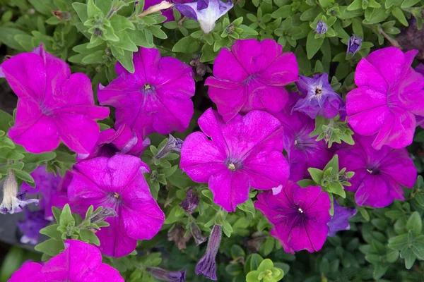 Petunia Släkte Många Arter Blommande Växter Sydamerikanskt Ursprung Nära Besläktad — Stockfoto