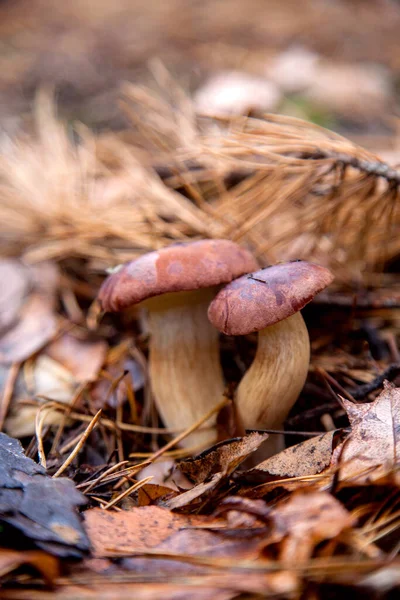 Close View Double Mushroom Boletus Badius Imleria Badia Bay Bolete — Stock Photo, Image