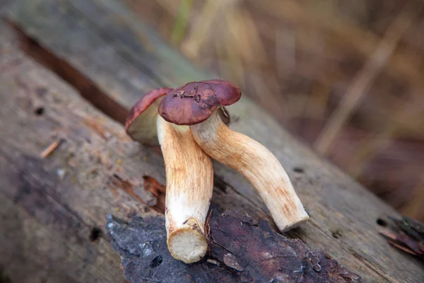 Vista Cerca Boletus Badius Imleria Badia Bay Bolete Viejo Tronco — Foto de Stock