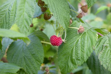 Bir sürü kırmızı olgun ahududu bir Bush. Taze organik çilek ahududu kamışı üzerinde yeşil yaprakları ile kapatın. Yaz Bahçe köyünde. Çilek hasat çiftliğinde büyüyen