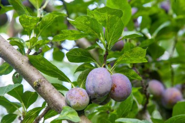 Hasat edilmeye hazır bir ağaç dalından sarkan olgun erikler. Meyve bahçesindeki ağaç dalında olgun erikler. Meyve bahçesinde erik ağacı dalı üzerinde yeşil yaprakları ile taze organik meyve görünümü