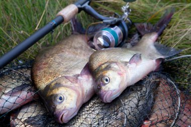 İyi bir av. Sadece bronz çipura veya sazan çipura (Abramis brama) ve içinde balıkçılık yakalamak ile keepnet üzerinde makara ile olta bilinen su tatlı su ortak çipura alınan görünümü kapatın