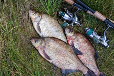 İyi bir av. Sadece su büyük tatlı su ortak çipura bronz çipura veya sazan çipura (Abramis brama) ve doğal arka plan üzerinde makara ile olta olarak bilinen alınan görünümü kapatın
