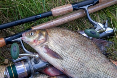 İyi bir av. Sadece su büyük tatlı su ortak çipura bronz çipura veya sazan çipura (Abramis brama) içinde balıkçılık yakalamak ile keepnet olarak bilinen alınan görünümü kapatın