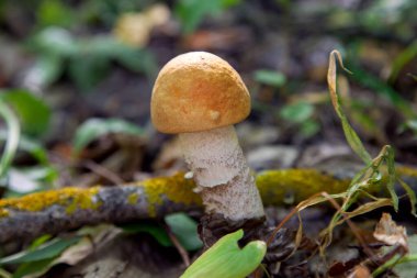 Turuncu kapak boletus. Yenebilir orman mantarları. Genç bir boletus kavak ormanında yetişir, kırmızı başlıklı bir mantar ve kuru yapraklar ve dallar arasında beyaz bir ayak.