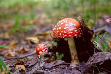Kırmızı mantarlı Wild Fly Agaric güzel bir mantardır ama çok zehirlidir. Fly Agaric ya da Fly Amanita (Amanita Muscaria) mantar familyası, şimdi sonbahar ormanlarındaki halüsinojenik özellikleriyle ünlüdür.