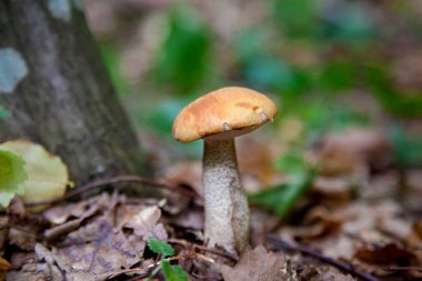 Turuncu kapak boletus. Yenebilir orman mantarları. Genç bir boletus kavak ormanında yetişir, kırmızı başlıklı bir mantar ve kuru yapraklar ve dallar arasında beyaz bir ayak.