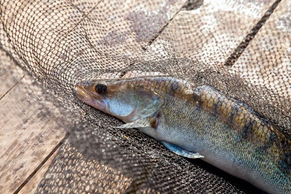 Freshwater Zander Fish Know Sander Lucioperca Just Taken Water Black — Stock Photo, Image