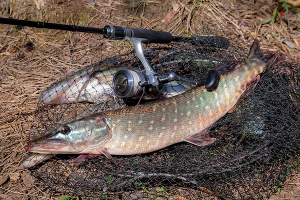 Conceito Pesca Captura Troféu Grande Peixe Lúcio Água Doce Conhecido — Fotografia de Stock