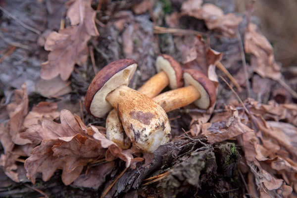Birkaç Boletus Badius, Imleria Badia ya da Bay Bolete 'yi, sonbahar çam ormanlarında kurumuş meşe yaprakları olan eski ahşap kenevir üzerinde yakından görebiliriz. Yenilebilir ve gözenekli mantarların kadife rengi kahverengi veya kestane rengi başlıkları vardır.