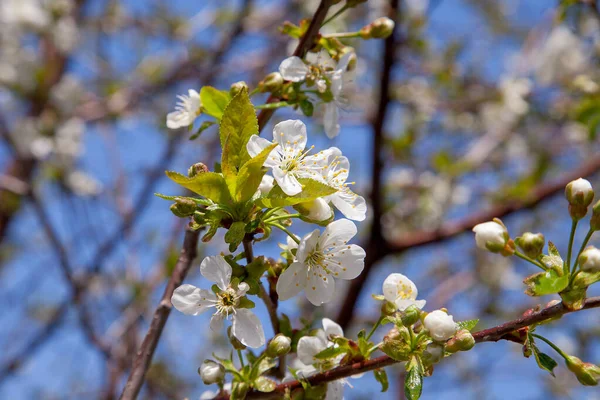 Fruit orchard at spring time with blossoming cherry trees. Close up view of branch with small green leaves and white flowers of cherry tree in garden