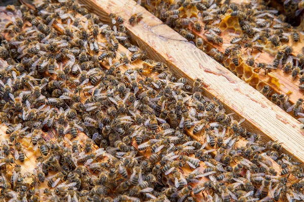 Rahmen Eines Bienenstocks Nahaufnahme Des Geöffneten Bienenkörpers Mit Den Von — Stockfoto