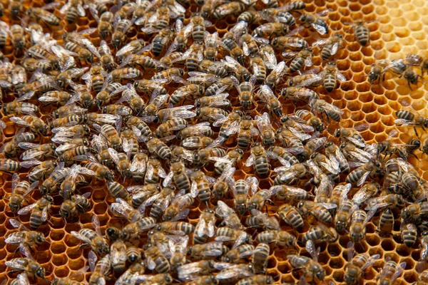 ミツバチのフレーム ハニカム上の作業ミツバチのクローズアップビュー ミツバチは いくつかの動物とハニカム構造を示すクローズアップ — ストック写真