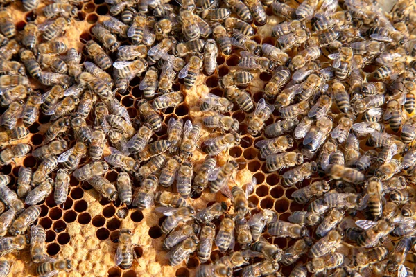 Molduras Uma Colmeia Abelhas Ocupadas Dentro Colmeia Com Celas Abertas — Fotografia de Stock