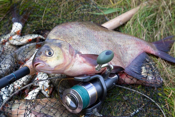 Guter Fang Nahaufnahme Der Großen Süßwasserbrassen Die Als Brassen Oder — Stockfoto