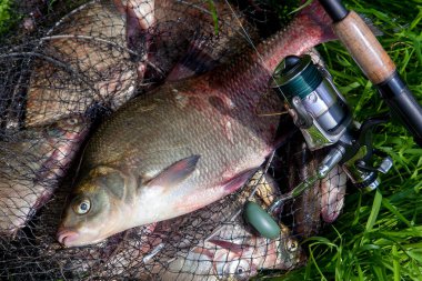 İyi bir av. Sadece su büyük tatlı su ortak çipura bronz çipura veya sazan çipura (Abramis brama) ve içinde balıkçılık yakalamak ile keepnet üzerinde makara ile olta olarak bilinen alınan görünümü kapatın