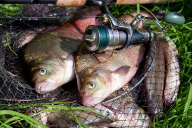 İyi yakaladın. Yeni su büyük tatlı su ortak çipura bronz çipura veya sazan balığı (Abramis brama) ve olta ile doğal zemin üzerine reel olarak bilinen çekilen. Balık ve olta ile reel yeşil çimenlerin üzerinde doğal bileşimi