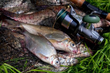 Balıkçılık konsepti. Tatlı su balıkları ve içinde balıkçılık yakalamak ile keepnet üzerinde makaraları ile olta. Yeşil çimüzerinde bronz çipura veya sazan bream (Abramis brama) olarak bilinen ortak çipuralar ile keepnet iki tatlı su beyaz çipura veya gümüş çipura
