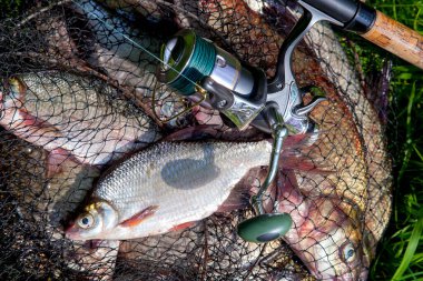 Balıkçılık konsepti. Tatlı su balıkları ve içinde balıkçılık yakalamak ile keepnet üzerinde makaraları ile olta. Yeşil çim üzerinde bronz çipura veya sazan bream (Abramis brama) olarak bilinen ortak çipuralar ile keepnet tek tatlı su beyaz çipura veya gümüş çipura