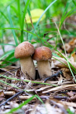 Boletus edulis mantar ailesi (cep, penny topuz, porcino veya kral bolete, genellikle porcini mantar denir) yosun, yeşil çim ente ve sonbahar sezonunda düşmüş yaprakları arasında orman zeminüzerinde yetişir