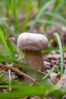 Boletus edulis (cep, penny topuz, porcino veya kral bolete, genellikle porcini mantar denir) yosun, yeşil çim ente ve sonbahar sezonunda düşmüş yaprakları arasında orman zeminüzerinde yetişir