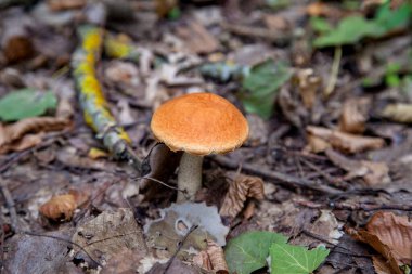 Turuncu kapak boletus. Yenebilir orman mantarları. Genç bir boletus ormanda yetişir, kırmızı başlıklı bir mantar ve kuru yapraklar ve dallar arasında beyaz bir ayak.