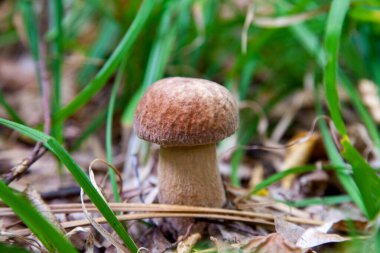 Boletus edulis (cep, penny topuz, porcino veya kral bolete, genellikle porcini mantar denir) yosun, yeşil çim ente ve sonbahar sezonunda düşmüş yaprakları arasında orman zeminüzerinde yetişir