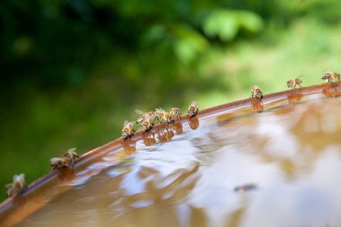 Meşgul arılar, çalışan arıların yakından görünümü. Arılar vintage varil üzerinde bazı hayvanlar koltuk gösteren yakın ve sıcak yaz gününde su içmek