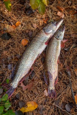Balıkçılık konsepti, ödül avı. Lucius 'un sudan yeni çıkarıldığı bilinen iki büyük tatlı su turna balığı. Tatlı su Kuzey turna balığı Esox Lucius olarak bilinir sonbaharda sarı yapraklar üzerinde.