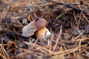 Boletus badius, imleria badia ya da körfez bolete 'nin sonbahar çam ağacı ormanlarında büyümesini yakından izleyin. Yenilebilir ve gözenekli mantarların kadife rengi kahverengi veya kestane rengi başlıkları vardır.
