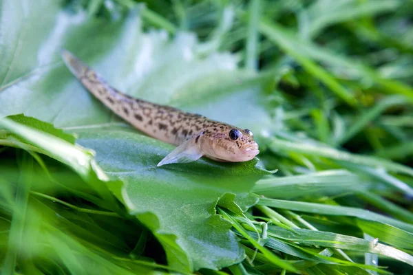 Pesci Bullhead Acqua Dolce Pesci Goby Rotondi Noti Come Neogobius — Foto Stock