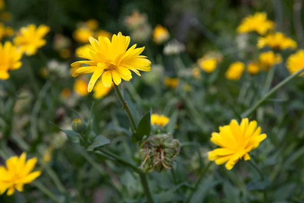 Gelbe Ringelblumen Auf Dem Verschwommenen Hintergrund Des Gartens Der Natur — Stockfoto