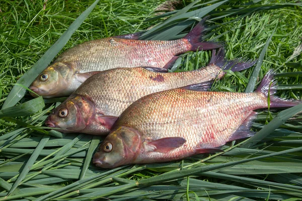 Good catch. Just taken from the water big freshwater common bream known as bronze bream or carp bream (Abramis brama) on green reed.
